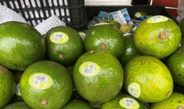 Hộ kinh doanh, cá nhân kinh doanh có được giảm trừ gia cảnh tính thuế TNCN?